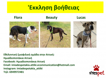 Ράτσα: Άλλη Ράτσα | Ηλικία: 4 ετών | Φύλο: Θηλυκό | Αρ. Microchip: 9810021232121212 | Περιοχή: Αττική